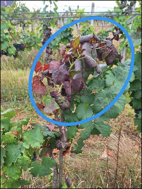 Zlaté žltnutie viniča